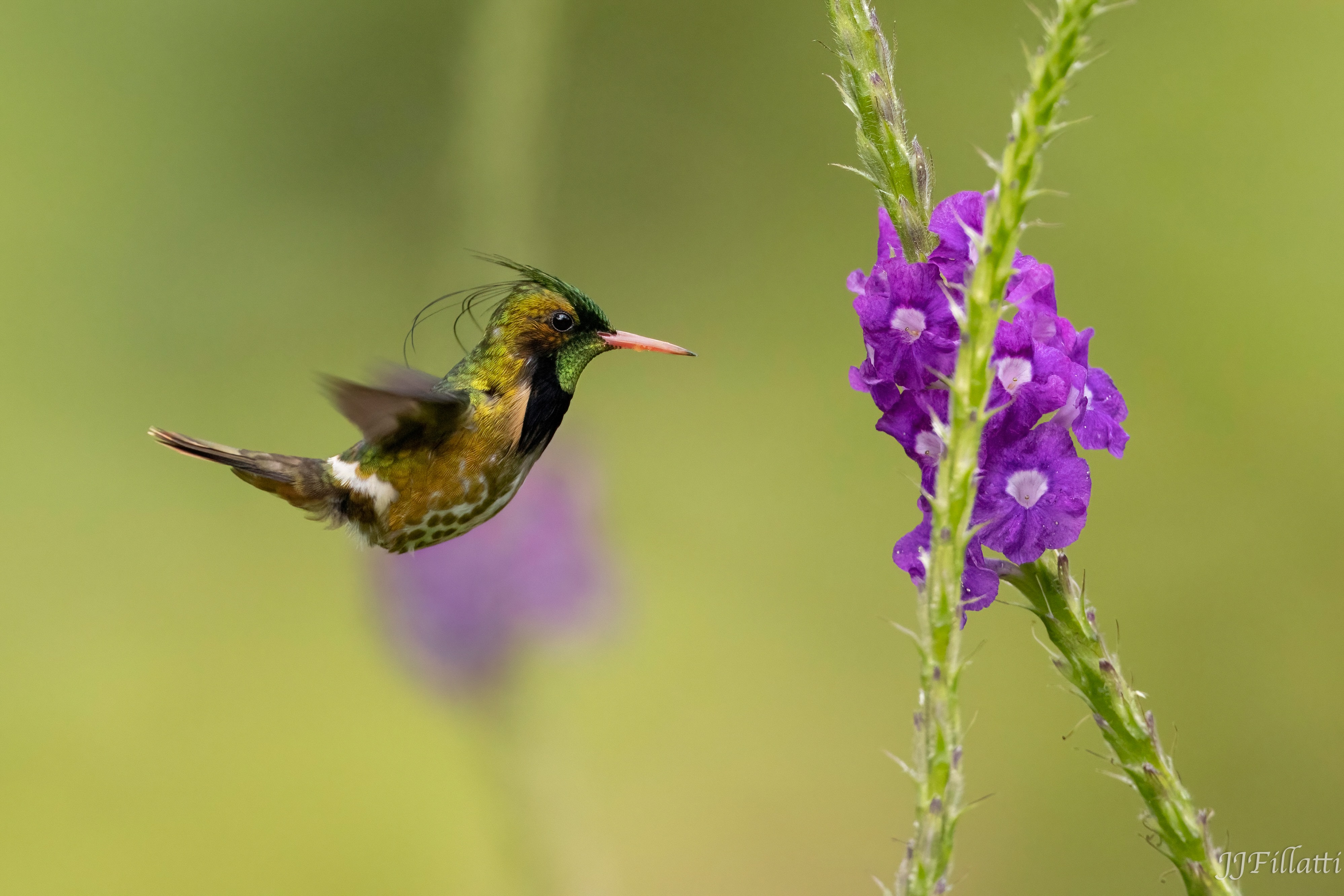 bird of Costa Rica image 22